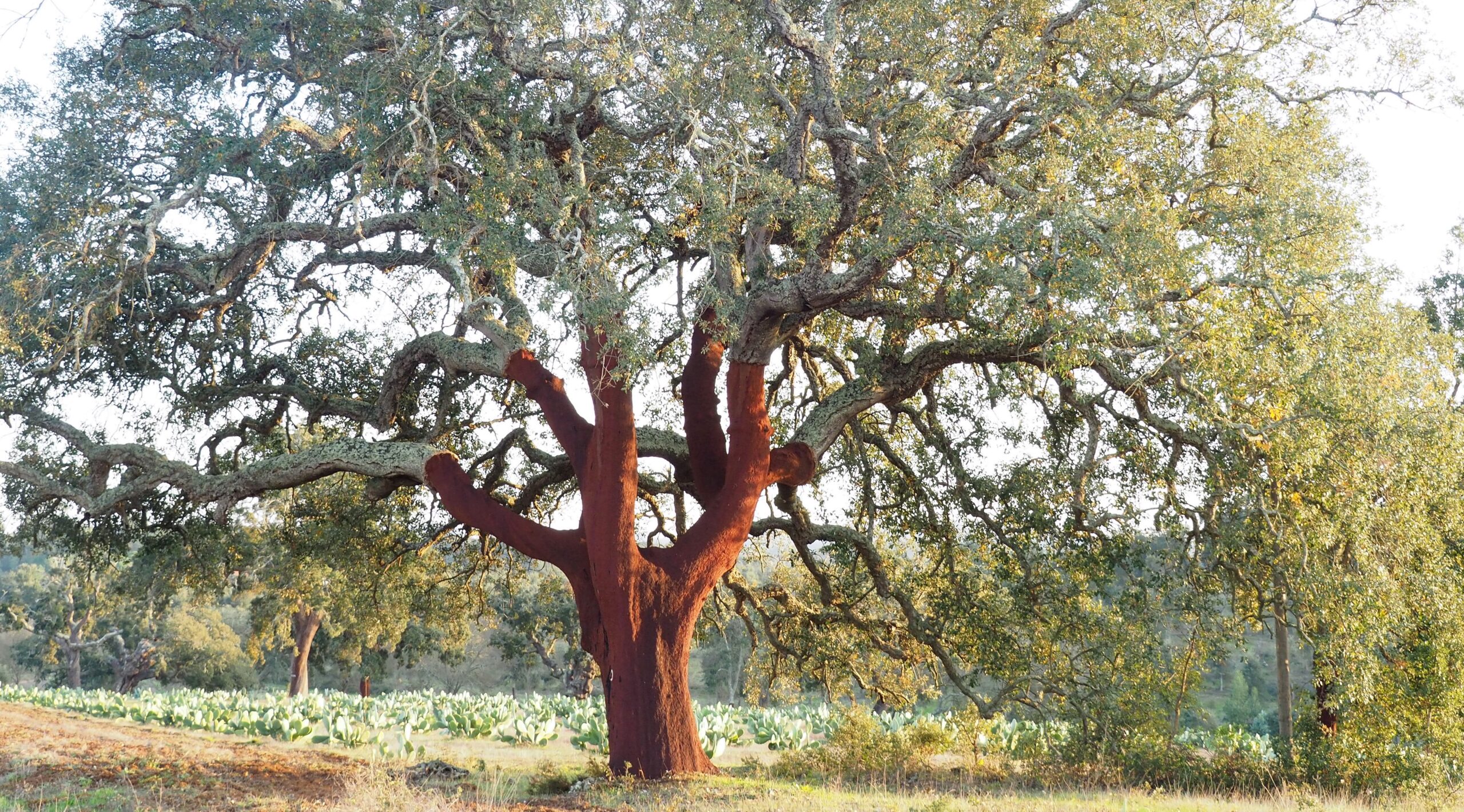 Gebied, Natuur, Bezienswaardigheden high-res (10)