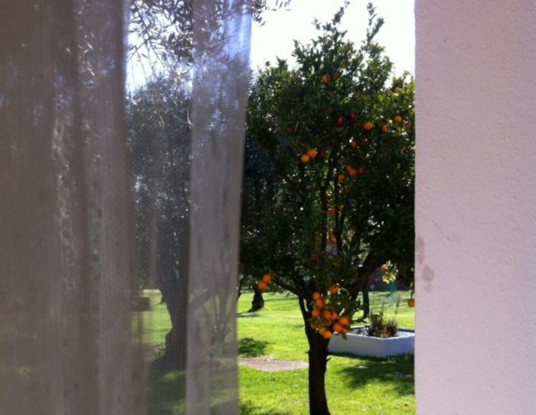 Blick durch eine schmale Lücke zwischen zwei Mauern auf einen sonnigen Garten mit einem Orangenbaum, der in der Mitte einer grünen Wiese Früchte trägt.