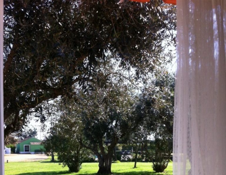 Blick von einer überdachten Veranda auf einen großen grasbewachsenen Hof mit alten Bäumen und einem grünen Gebäude in der Ferne im hellen Sonnenlicht.