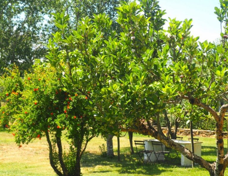 Ein sonniger Obstgarten mit Obstbäumen, die rote Orangen oder Zitrusfrüchte tragen, grünes Gras und Picknickstühle, die unter den Bäumen aufgestellt sind.