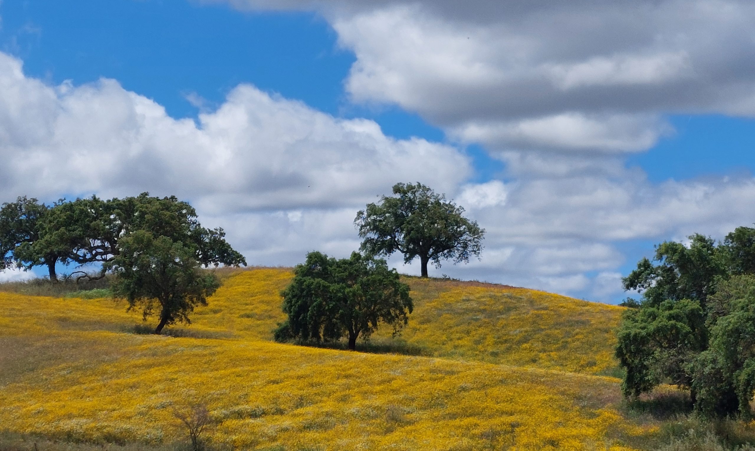 Suaves colinas cubiertas de flores silvestres amarillas, salpicadas de robles, bajo un cielo azul parcialmente nublado