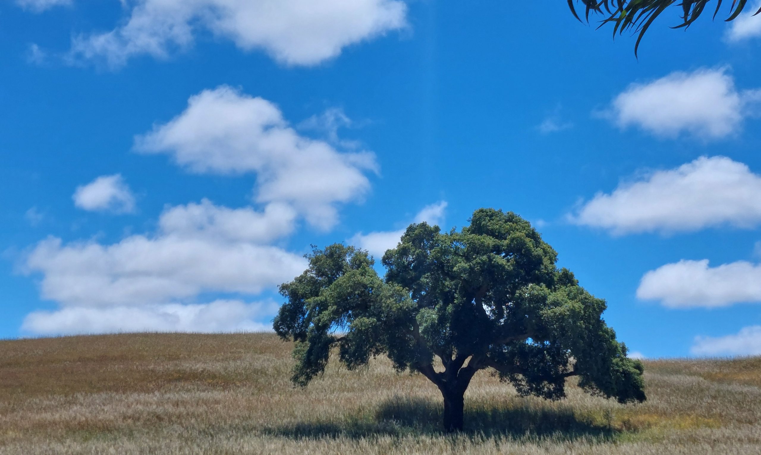 Un roble solitario se alza en una loma seca y dorada, bajo un cielo azul brillante salpicado de nubes blancas