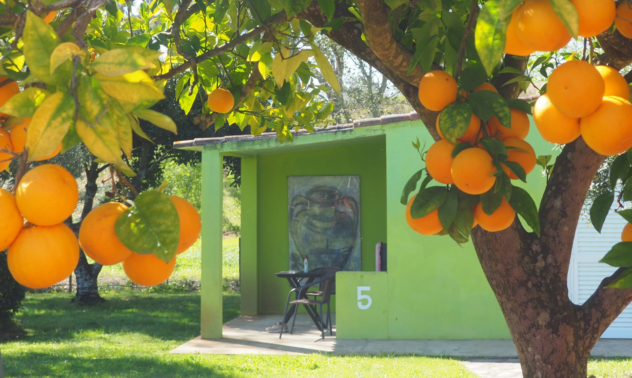 Naranjos cargados de frutos maduros que enmarcan una pequeña cabaña verde con el número 5, con un porche cubierto en el que se exhibe un cuadro colorido