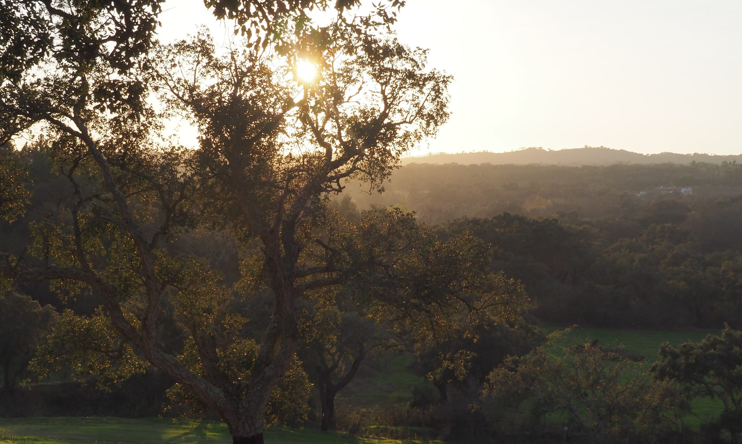 La luz del sol se filtra entre los árboles sobre un paisaje boscoso y ondulado a la hora dorada, con colinas al fondo