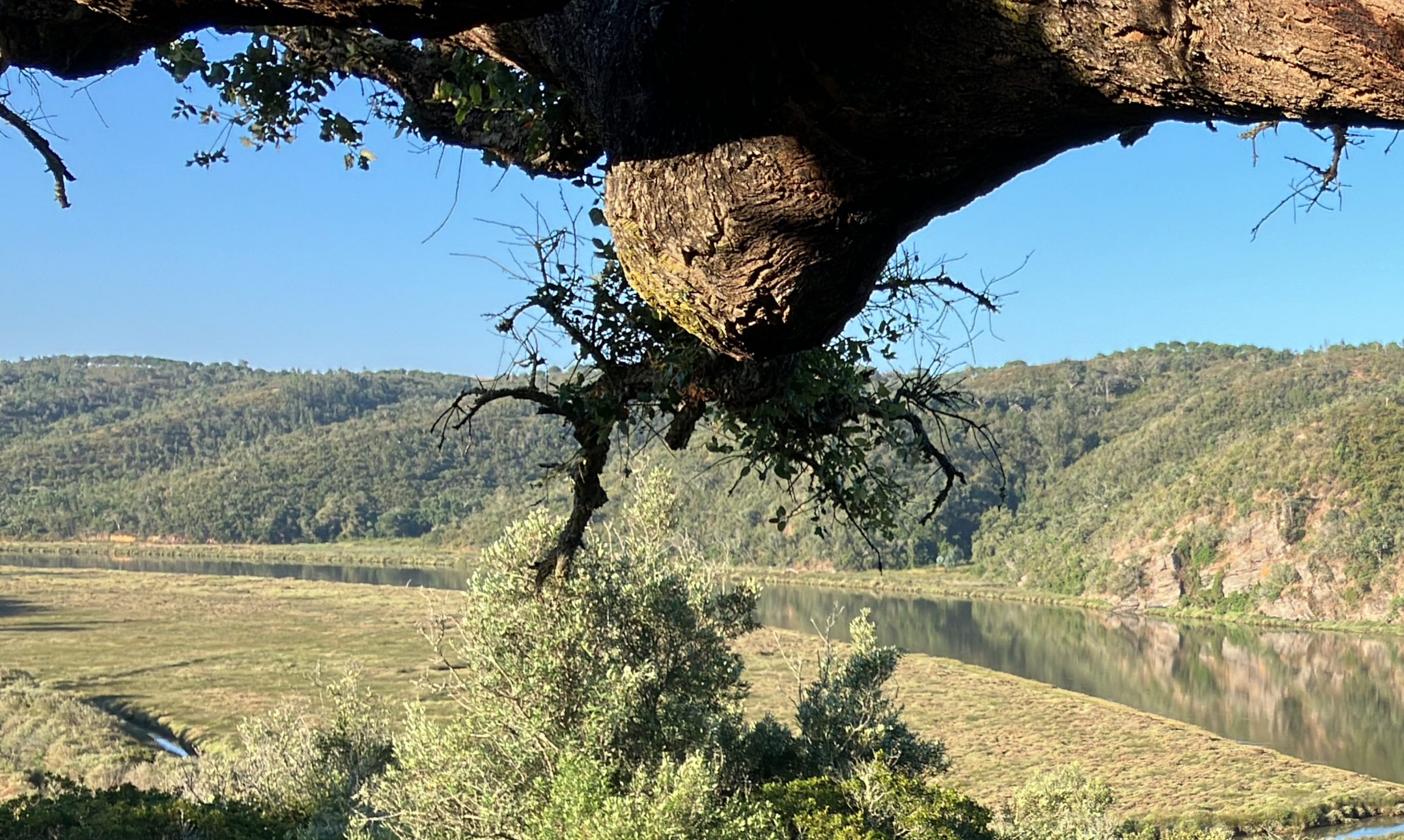 Vista a través de las retorcidas ramas de un árbol de un río tranquilo que serpentea entre colinas boscosas bajo un cielo azul y despejado