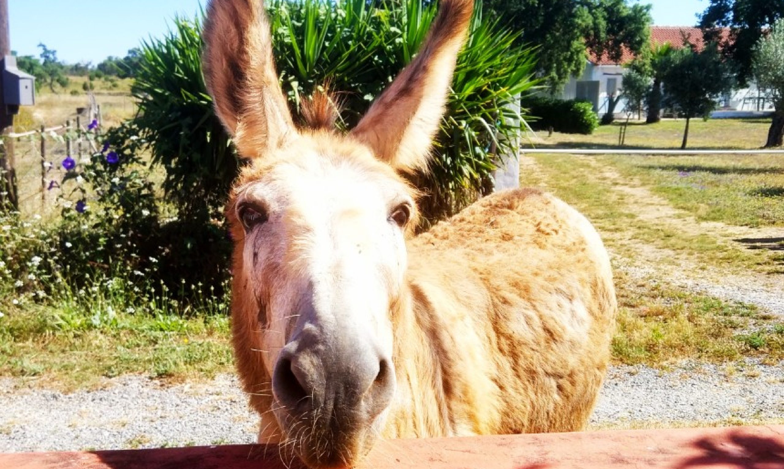 Un burro de pelaje marrón claro y orejas grandes que mira directamente a la cámara en una finca rural soleada