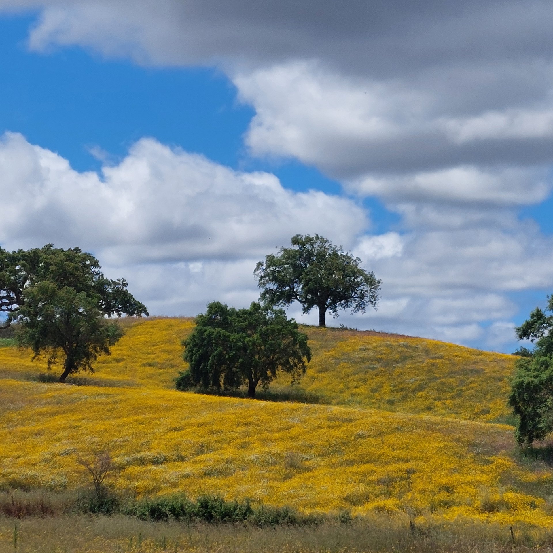 Una ladera ondulada cubierta de flores silvestres amarillas, con robles dispersos bajo un cielo azul parcialmente nublado