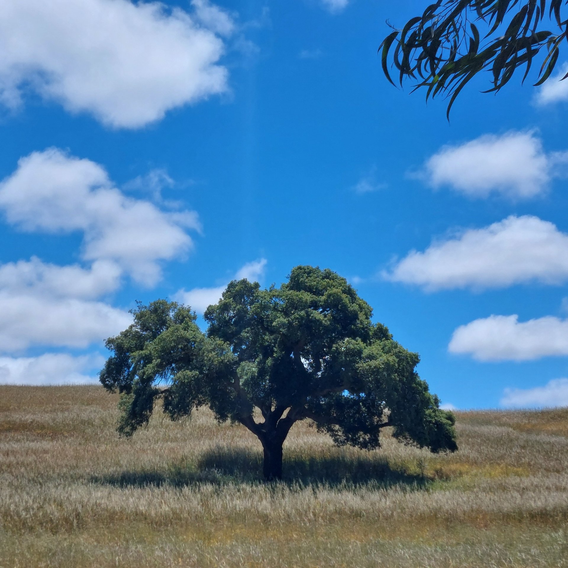 Un árbol solitario con una amplia copa verde se alza en una pradera seca y dorada bajo un cielo azul brillante salpicado de nubes