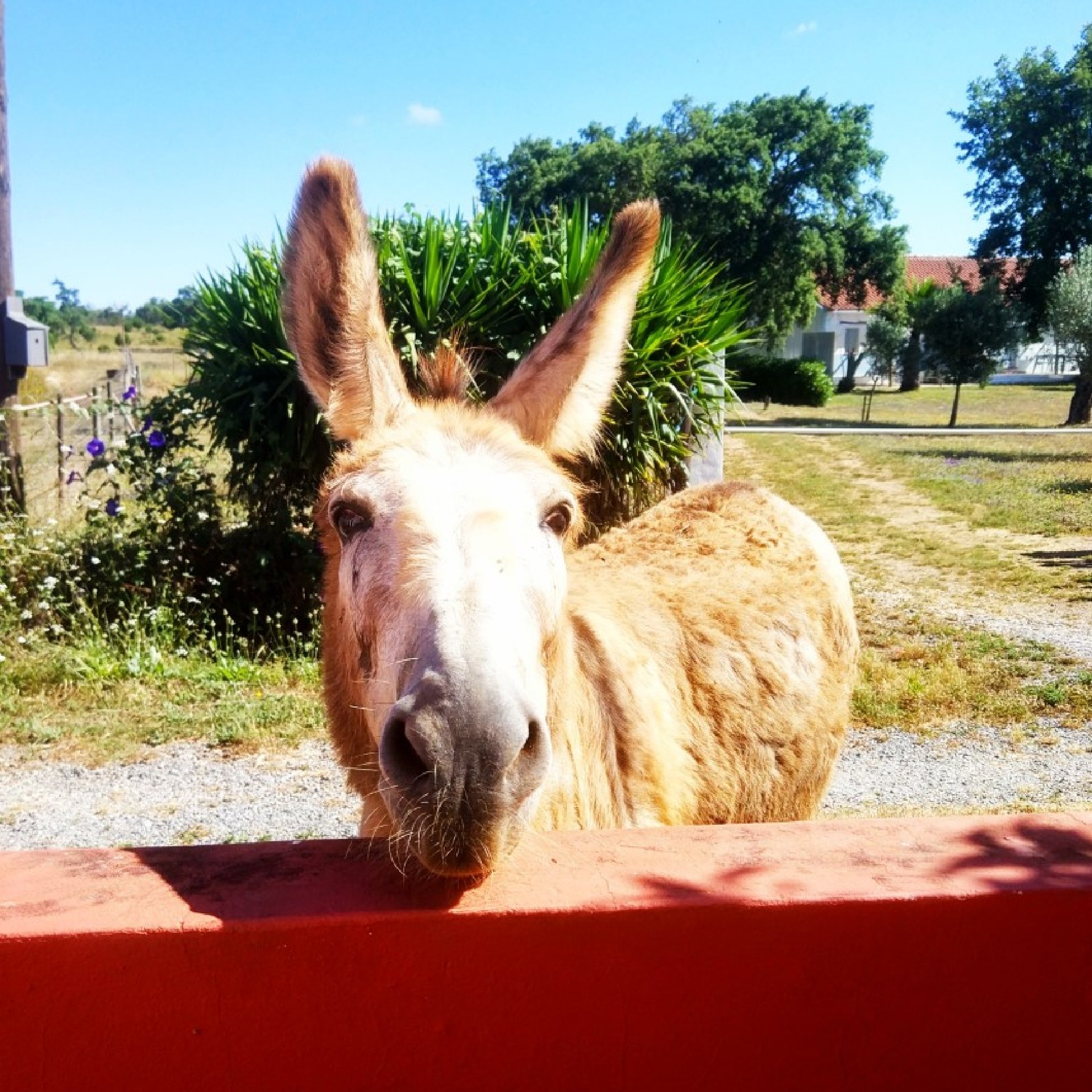 Un burro asomándose por encima de un muro rojo en una granja soleada, con palmeras y un edificio visibles al fondo