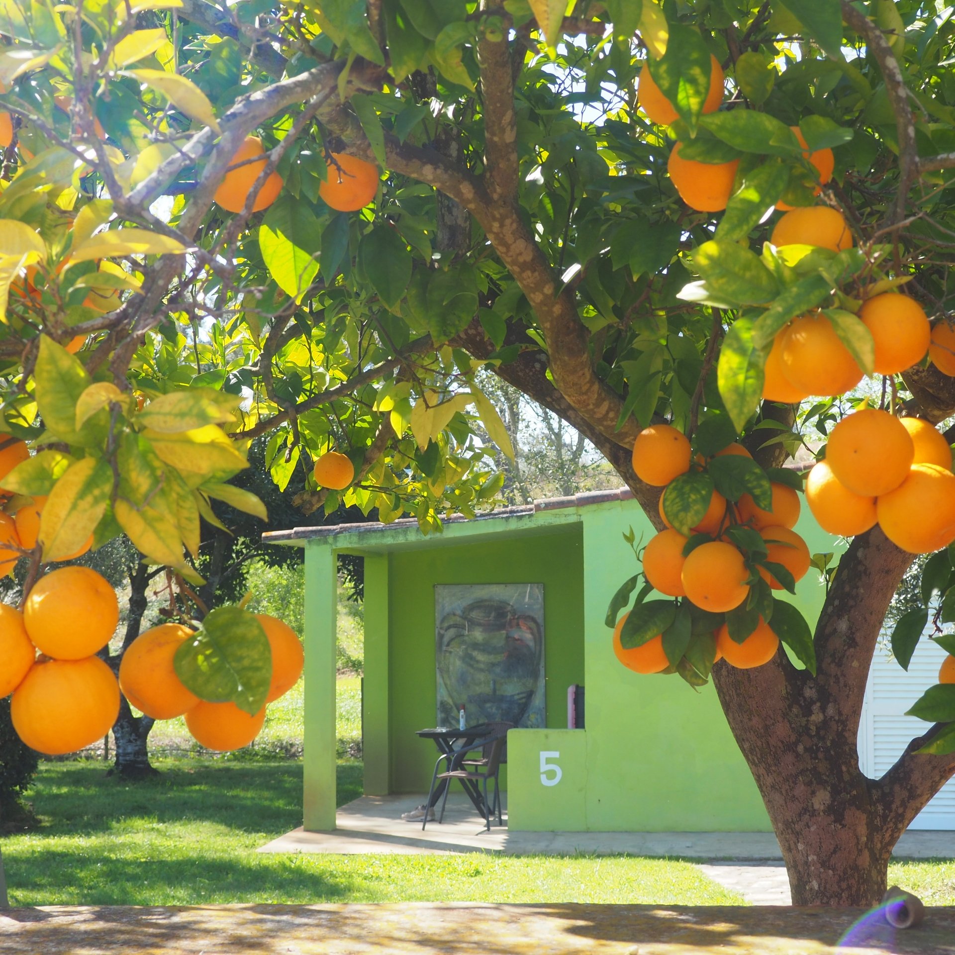 Naranjos cargados de frutos maduros frente a un pequeño edificio verde con el número 5, en cuya entrada se ve un mural