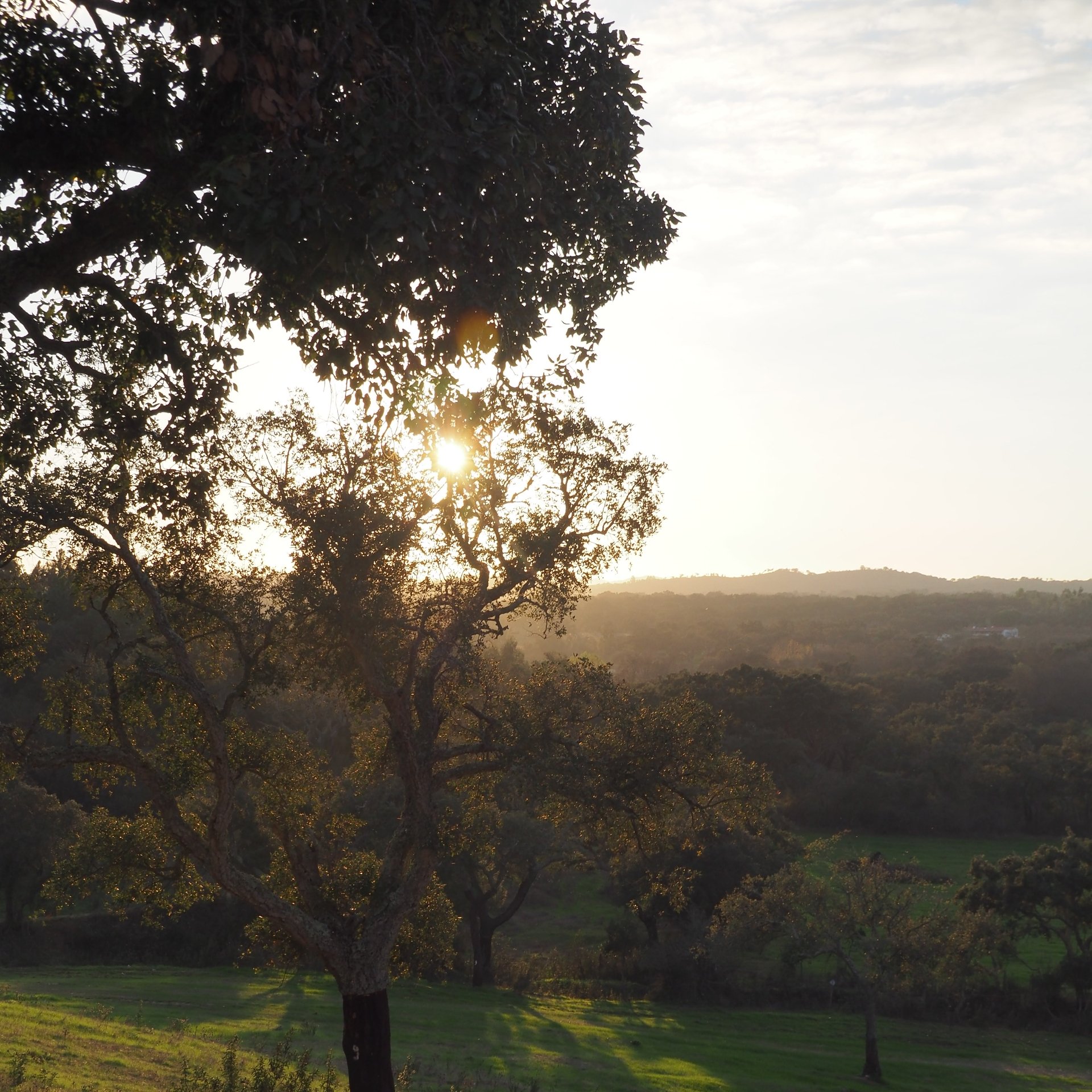 Puesta de sol detrás de la silueta de un árbol sobre un paisaje verde y ondulado, con colinas boscosas en la lejanía