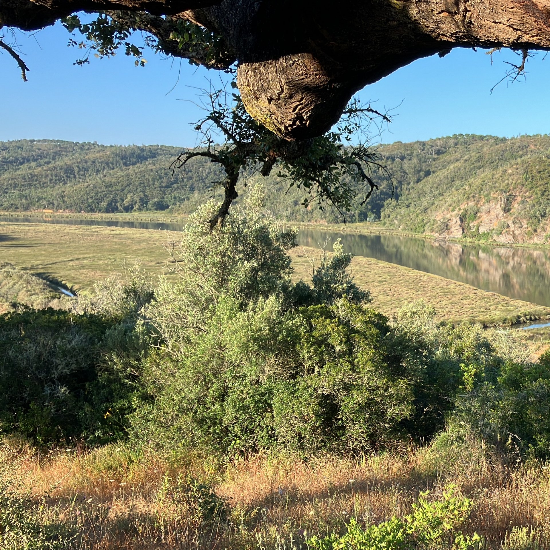 Un río que serpentea por un valle con arbustos verdes y llanuras cubiertas de hierba en primer plano, enmarcado por una gran rama de árbol que cuelga sobre él