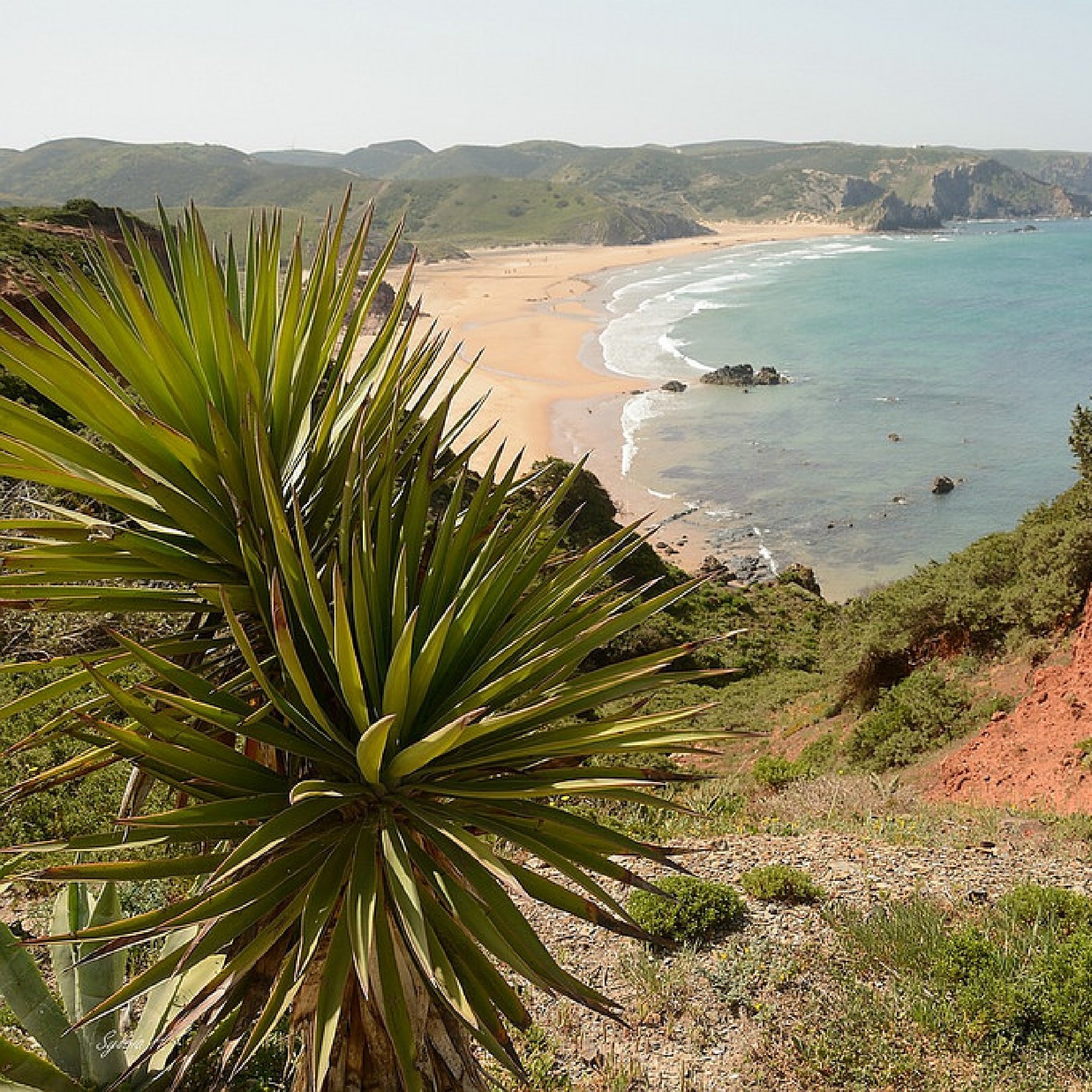 Vista elevada de la costa con una yuca en primer plano, una amplia playa de arena, un océano de color turquesa y acantilados verdes al fondo